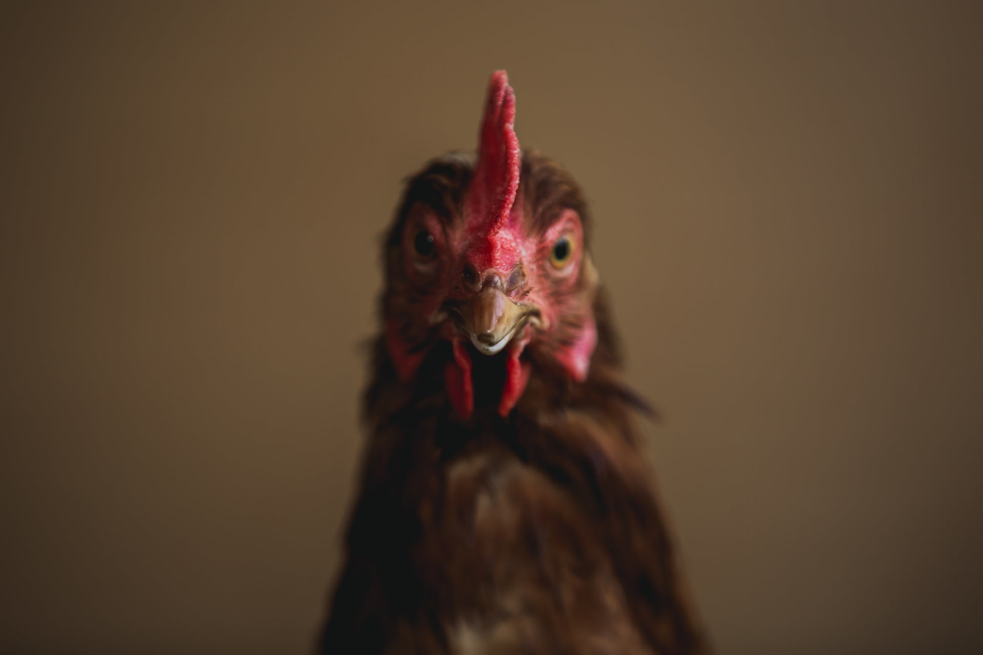 Chicken Poop Lip Junk